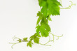 Weinrebe
