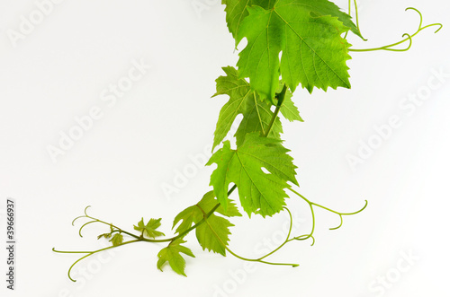 Photo: Weinrebe Weinrebe