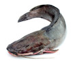 Fish a catfish