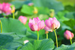 Sacred lotus flower living fossil (close up)