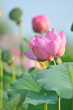 Sacred lotus flower living fossil (close up)