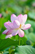 Sacred lotus flower living fossil (close up)