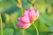 Sacred lotus flower living fossil (close up)
