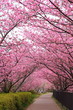 Sakura arch