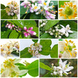 mosaïque de fleurs d'agrumes