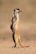 Alert meerkat standing on guard