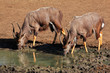 Nyala antelopes drinking water, Mkuze, South Africa