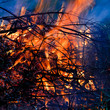 fire in the woods 03