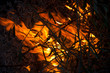 fire in the woods 04