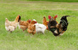 Chickens graze on grass