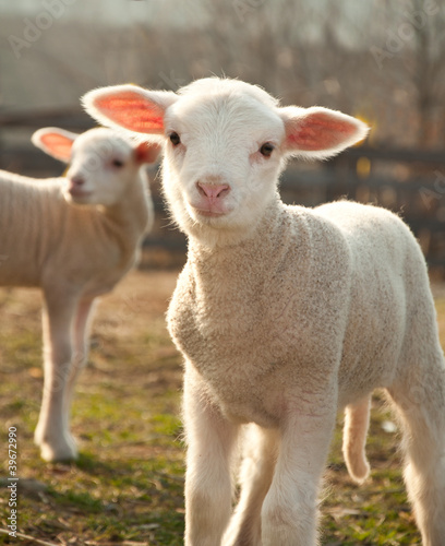 Photo: Two lambs Two lambs