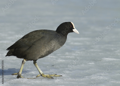 Photo: Common Coot walking on the ice Common Coot walking on the ice