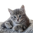 cute grey kitten