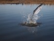 jumping out from water salmon