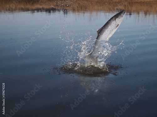 Photo: jumping out from water salmon jumping out from water salmon
