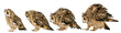 Long-eared Owl isolated on the white background