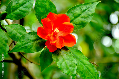 Photo: red flower red flower