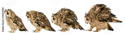 Photo: Long-eared Owl isolated on the white background Long-eared Owl isolated on the white background