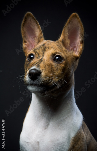 Black Basenji Puppies