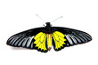 Silver Birdwing (Troides plato)