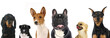 Different breeds of a small dogs