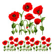 Border from poppies.