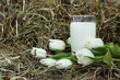 Glass of milk and white tulips on hay Glass of milk and white tulips on hay
