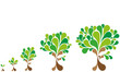 Growth