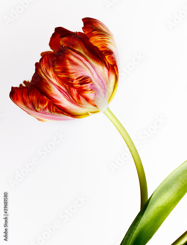 Photo: Rote Tulpe Rote Tulpe