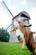 goat and windmill
