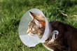 ill cat wearing collar