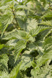 Foto: Brennnessel Brennnessel