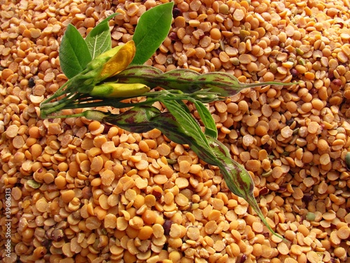 Photo: tropical green pea (Cajanus cajan) tropical green pea (Cajanus cajan)