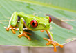 Red-eyed tree frog