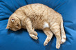 roter kater