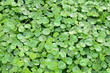 Centella asiatica