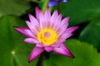 water lily 2