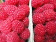 Fresh raspberries in boxes at the greengrocer Fresh raspberries in boxes at the greengrocer