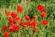 Common poppies