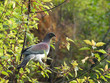 Kereru - pigeon de Nouvelle-Zélande Kereru - pigeon de Nouvelle-Zélande