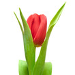 red tulip