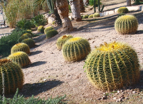 Photo: cactus bola de oro (Echinocacus grusonii) cactus bola de oro (Echinocacus grusonii)