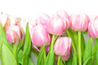 pink tulips