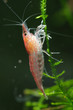 Neocaridina heteropoda