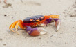 Tropical Land Crab in Costa Rica