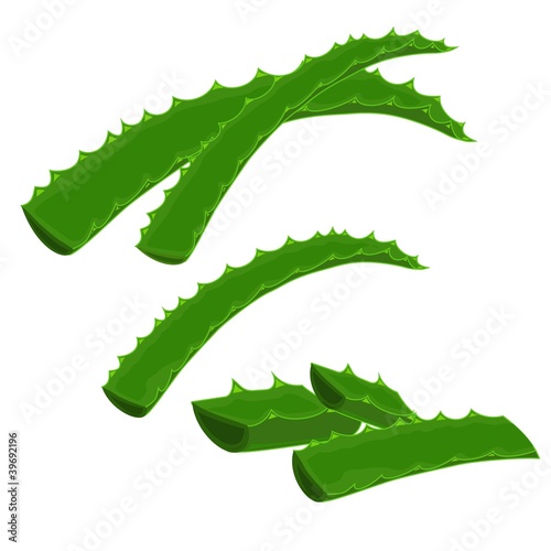 Vector: leaves of a plant aloe-vera leaves of a plant aloe-vera