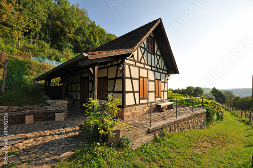 Foto: Weinberg an der Leuchtenburg Weinberg an der Leuchtenburg