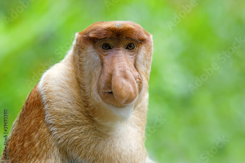 Photo: Proboscis monkey Proboscis monkey