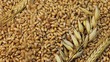 Falling grains of wheat