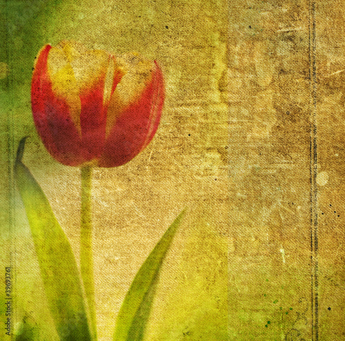 Illustration: Grunge retro background with tulip and copy space Grunge retro background with tulip and copy space